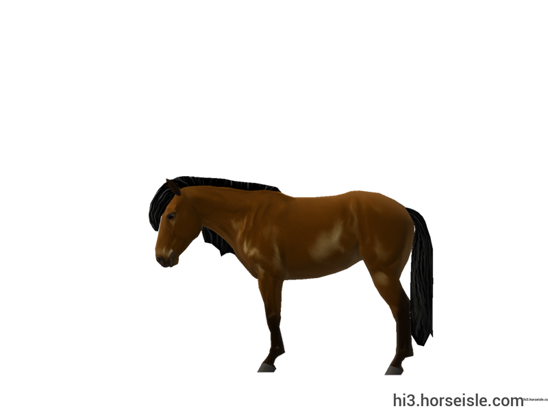 Sable Island Horse Chocolate Brown Coat (left view)